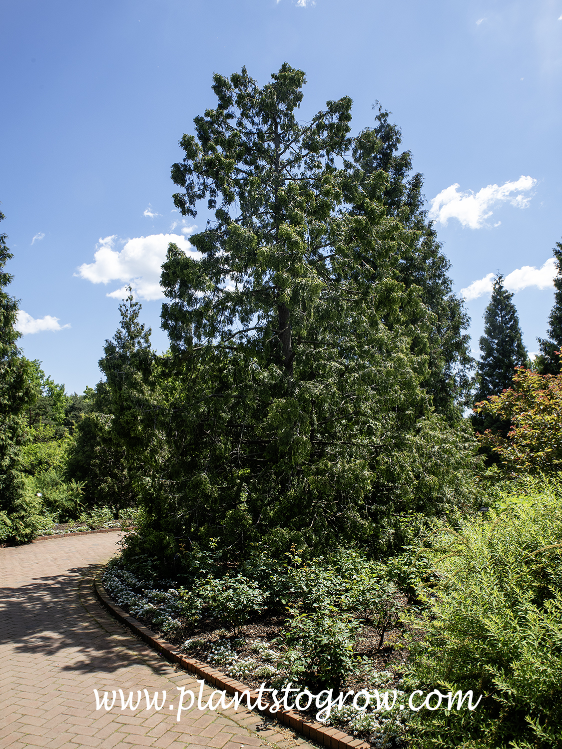 Western Red Cedar (Thuja plicata)
